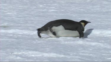 Emperor penguin sliding on the ice in the Weddell Sea, Antarctica