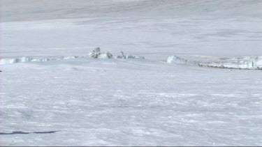 Emperor penguin walking on the sea ice in the Weddell Sea, Antarctica