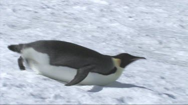Emperor penguin sliding on the ice in the Weddell Sea, Antarctica