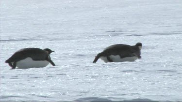 Two Emperor penguins sliding on the ice in the Weddell Sea, Antarctica