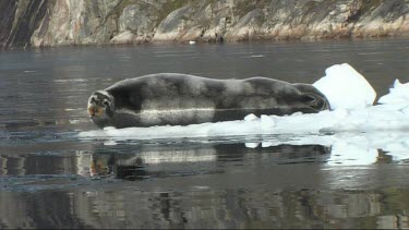 Bearded seal resting on an ice floe in Greenland