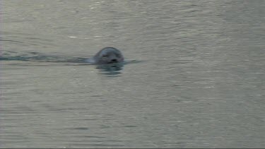 Grey seal swimming and diving into water, in a remote fjord in Greenland