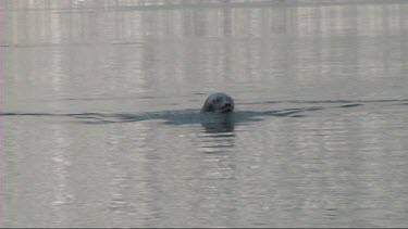 Grey seal swimming in a remote fjord in Greenland