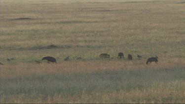 Wide shot. Spotted hyena walking in Serengeti NP