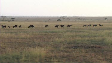 Aerial view of the migration of wildebeest