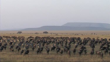 Aerial view of the migration of wildebeest