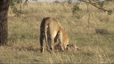 Male Lion feeding on a recent kill
