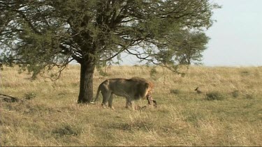 Male Lion feeding on a recent kill