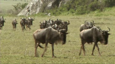 The great migration of wildebeest in the Serengeti