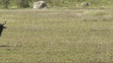 The great migration of wildebeest in the Serengeti