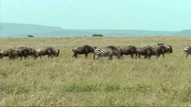 The great migration of wildebeest in the Serengeti