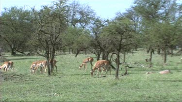 Zoom out. Impala grazing in Serengeti NP
