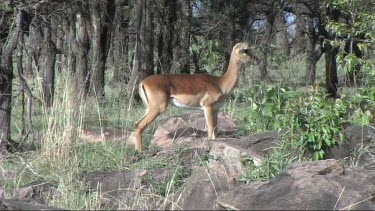 Impala grazing in Serengeti NP. Impala sentry on watch.