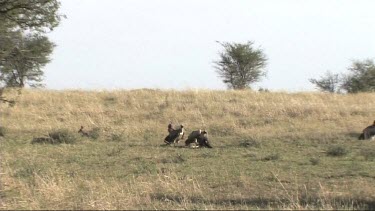 Vultures feeding on the remains of a lion kill