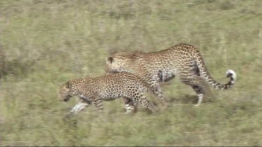 Leopard with her cub walking in the Serengeti