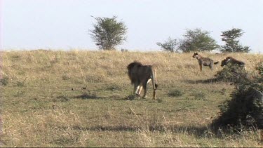 Male Lion feeding on a zebra in the Serengeti
