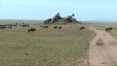 Wildebeest walking in the great migration in the Serengeti