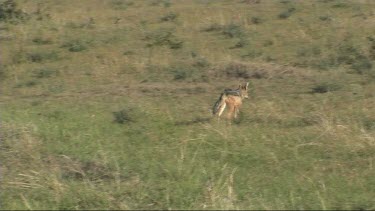 Black-backed jackal walking in Serengeti NP