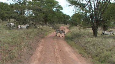 Zebra walking across a dirt road in Tarangire NP