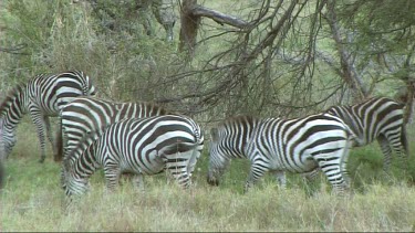 Herd of zebra grazing in Tarangire NP