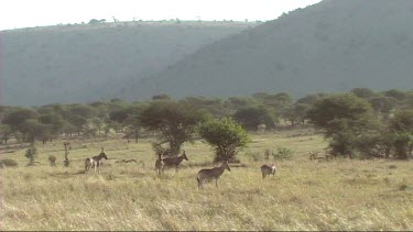 Small group of hartebeest grazing in Serengeti NP