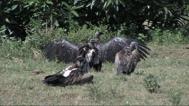 Vultures resting on the ground in Lake Manyara NP. Spread out wings.