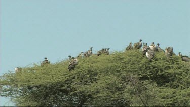 Vultures waiting in a tree near a kill