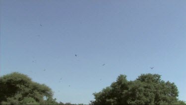 Vultures flying, circling high above a kill