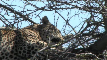 Leopard in a tree feeding on a young zebra