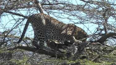 Leopard in a tree feeding on a young zebra