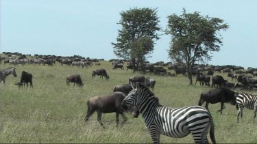 View of the great migration in the Serengeti