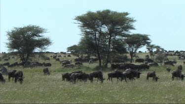 View of the great migration in the Serengeti