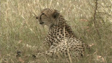 Cheetah resting in the grass in the Serengeti