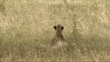 Cheetah resting in the grass in the Serengeti