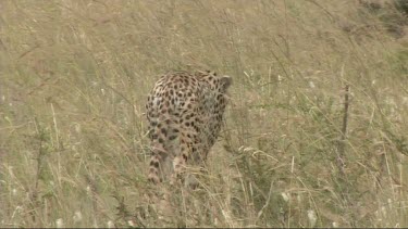 Cheetah walking in the grass stalking prey