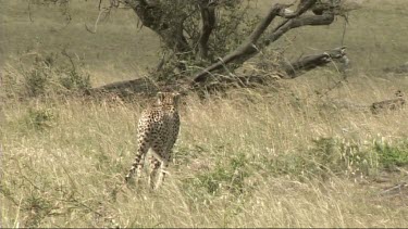 Cheetah walking in the grass stalking prey