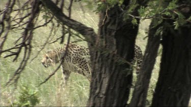 Cheetah walking in the grass stalking prey