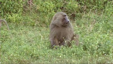 Olive Baboons feeding on the grass in Lake Manyara NP