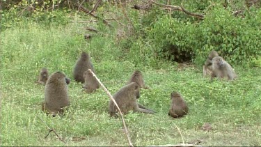 Olive Baboons feeding on the grass in Lake Manyara NP