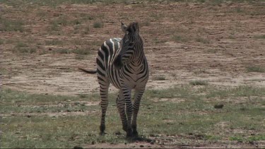 Zebra grazing in Lake Manyara NP