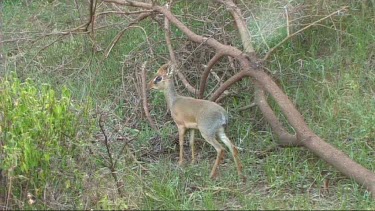 Dik dik grazing in Lake Manyara NP