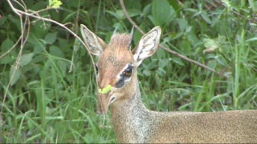 Close-up of a dik  grazing in Lake Manyara NP