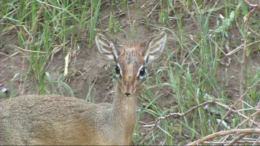 Dik dik grazing in Lake Manyara NP