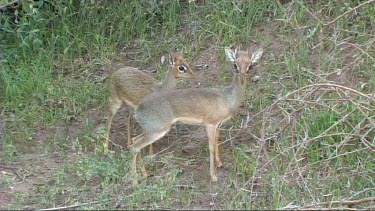 Dik dik grazing in Lake Manyara NP