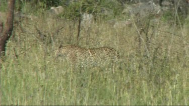 Leopard walking in the long grass of the Serengeti