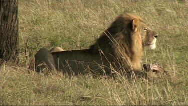 Lion feeding on a recent kill