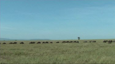 The great migration of wildebeest in the Serengeti