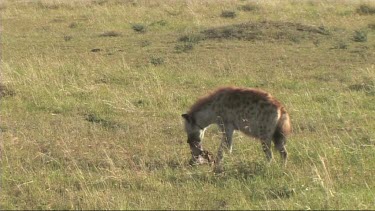 Spotted hyena with the remains of a lion kill
