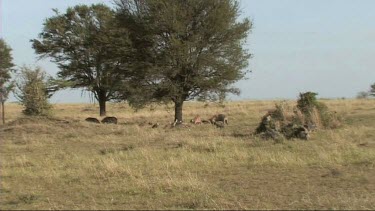 Scavengers on the site of a recent lion kill. Hyena and Vultures