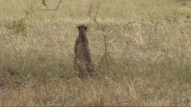Cheetah walking in the high grass